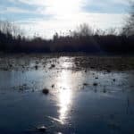 World Wetlands Day - Shannon