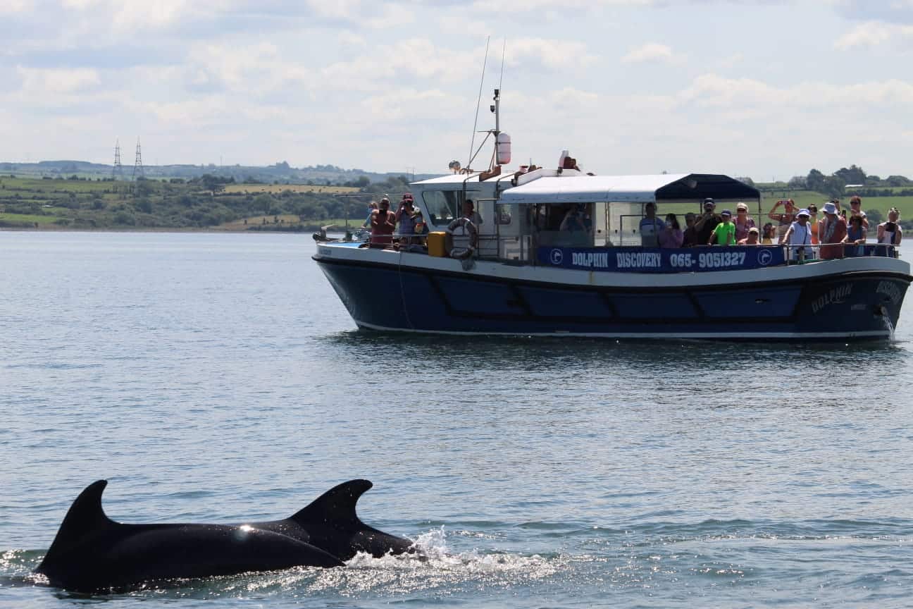 Dolphin Discovvery Kilrush 1 Dolphin Discovery Kilrush shannon Estuary Way