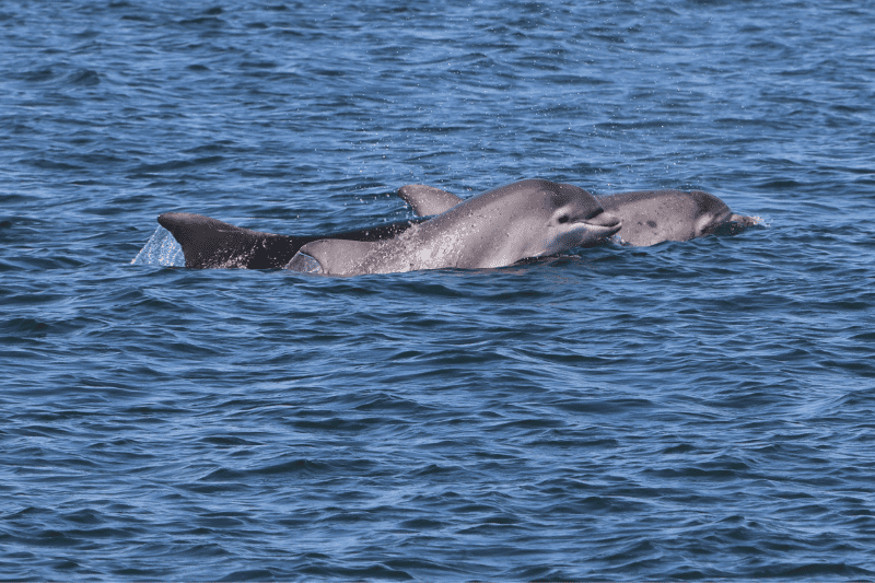 Dolphins on the Shannon estuary way